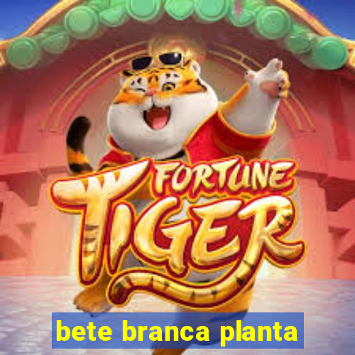 bete branca planta